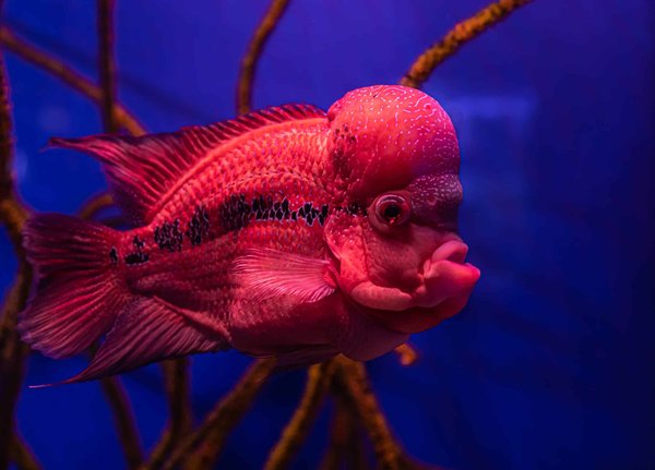 Quelles stratégies un jeu de gestion d'aquarium pourrait-il adopter pour enseigner l'écologie marine et la conservation des espèces aquatiques ?